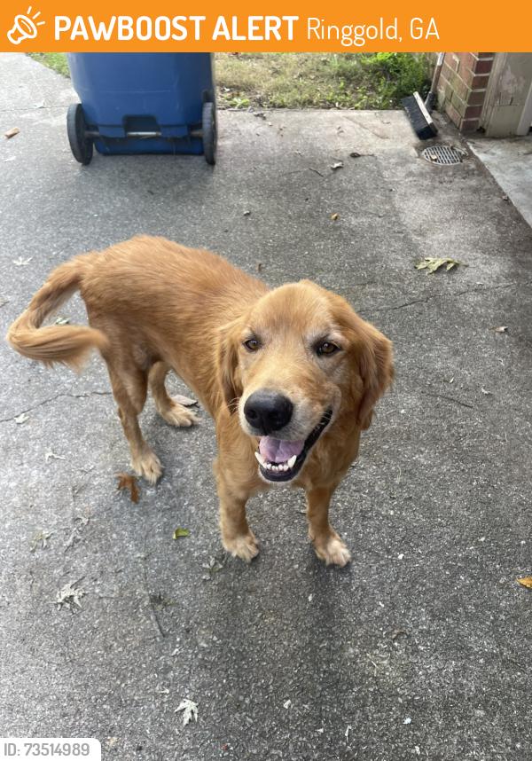 Found/Stray Male Dog last seen Three notch road, Ringgold, GA 30736