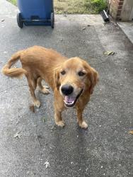 Found/Stray Male Dog last seen Three notch road, Ringgold, GA 30736