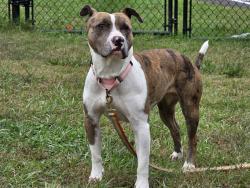 Shelter Stray Female Dog last seen Near Piney Branch Circle, HANOVER, MD, 21076, 411 Maxwell Frye Rd, Millersville, MD 21108, USA