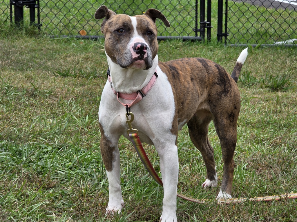 Shelter Stray Female Dog last seen Near Piney Branch Circle, HANOVER, MD, 21076, 411 Maxwell Frye Rd, Millersville, MD 21108, USA