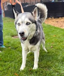 Shelter Stray Female Dog last seen 17th Avenue, BROOKLYN PARK, MD, 21225, 411 Maxwell Frye Rd, Millersville, MD 21108, USA