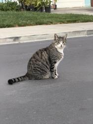 Found/Stray Unknown Cat last seen Franklin and Culp, Hayward, CA 94544