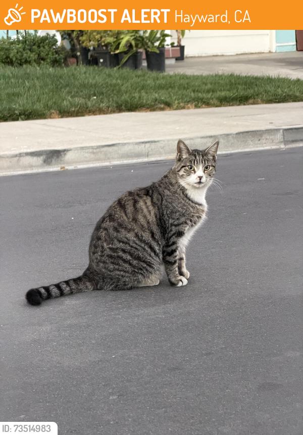 Found/Stray Unknown Cat last seen Franklin and Culp, Hayward, CA 94544