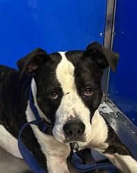 Shelter Stray Male Dog last seen unknown, Unknown, WA, 99999, 6815 E Trent Ave, Spokane, WA 99212, USA