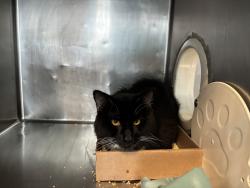 Shelter Stray Unknown Cat last seen Near Washington Avenue, BRONX, NY, 10451, 326 E 110th St, New York, NY 10029, USA