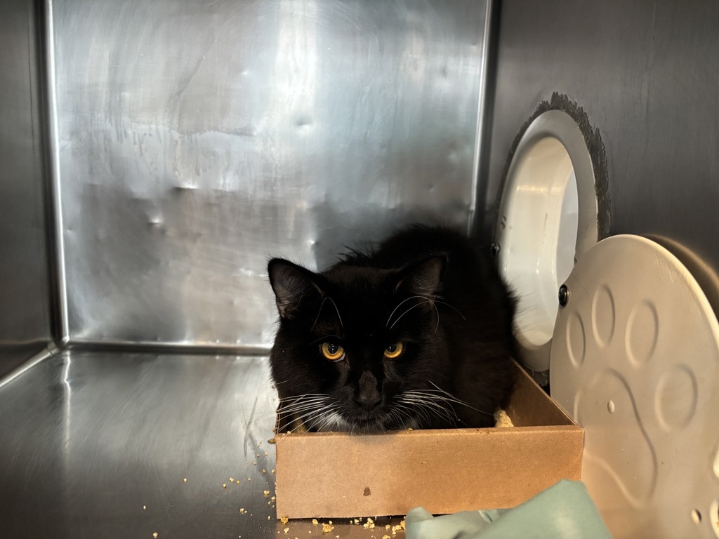 Shelter Stray Unknown Cat last seen Near Washington Avenue, BRONX, NY, 10451, 326 E 110th St, New York, NY 10029, USA