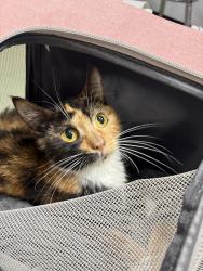 Shelter Stray Female Cat last seen Near Fort Independence Street, BRONX, NY, 10463, 326 E 110th St, New York, NY 10029, USA