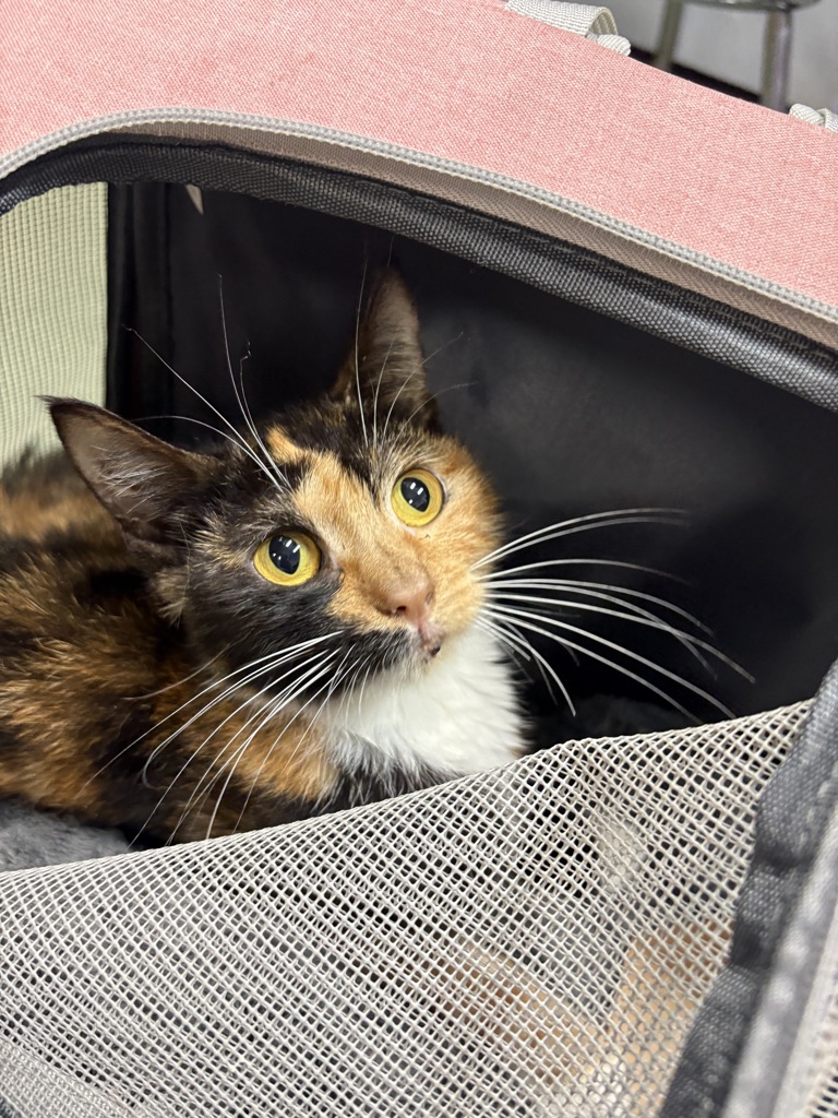 Shelter Stray Female Cat last seen Near Fort Independence Street, BRONX, NY, 10463, 326 E 110th St, New York, NY 10029, USA