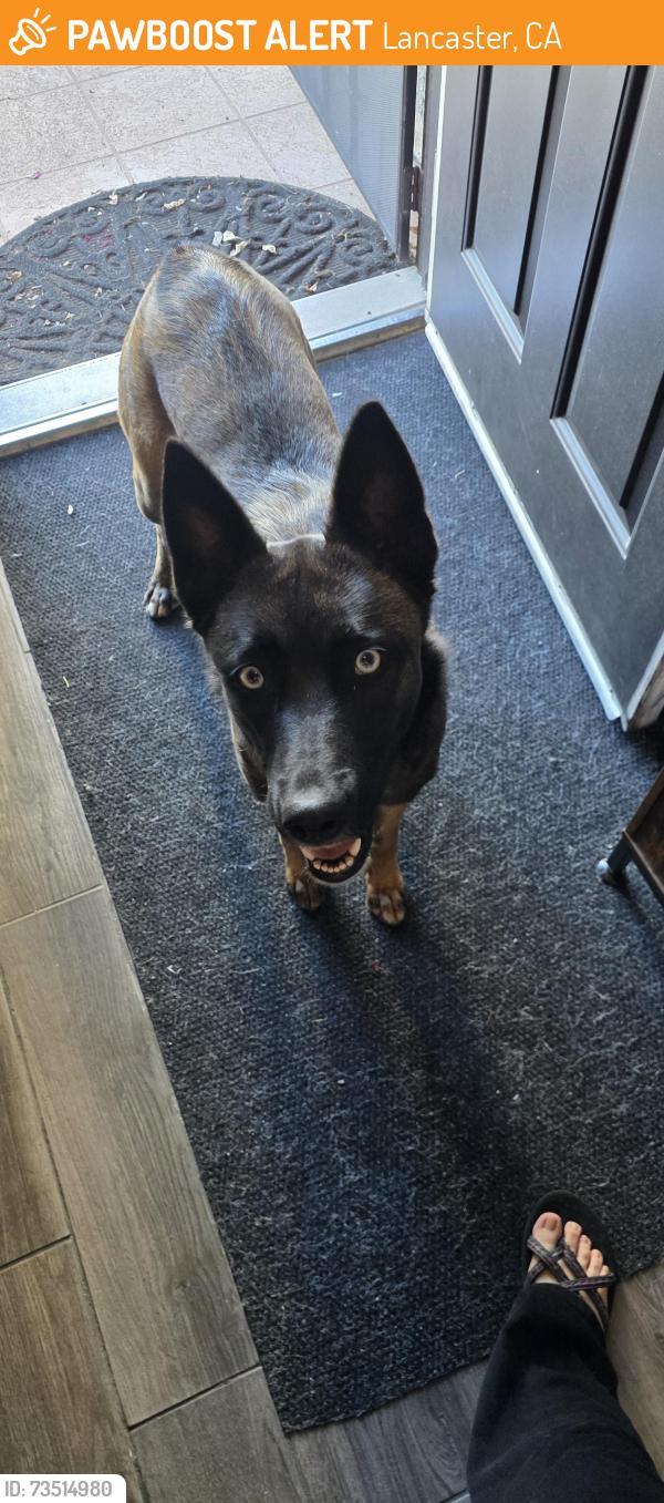 Found/Stray Female Dog last seen Lancaster blvd and challenger way, Lancaster, CA 93535