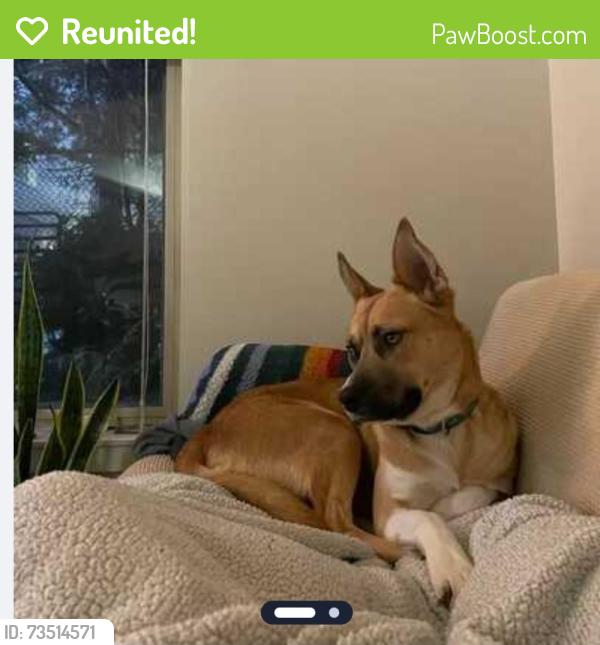 Reunited Male Dog last seen Near lake city way ne, Seattle, WA 98125