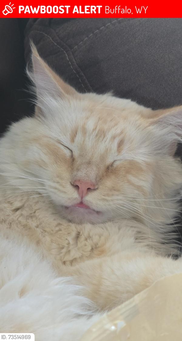 Lost Male Cat last seen Neighborhood, Buffalo, WY 82834