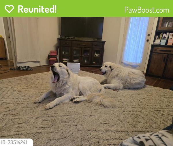 Reunited Male Dog last seen Co rd 54 and co rd 43, Greeley, CO 80631