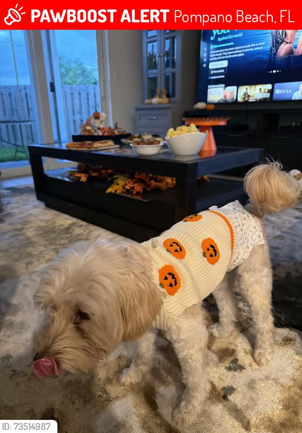 Lost Male Dog last seen Hunters manor park, Pompano Beach, FL 33069