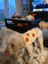 Lost Male Dog last seen Hunters manor park, Pompano Beach, FL 33069