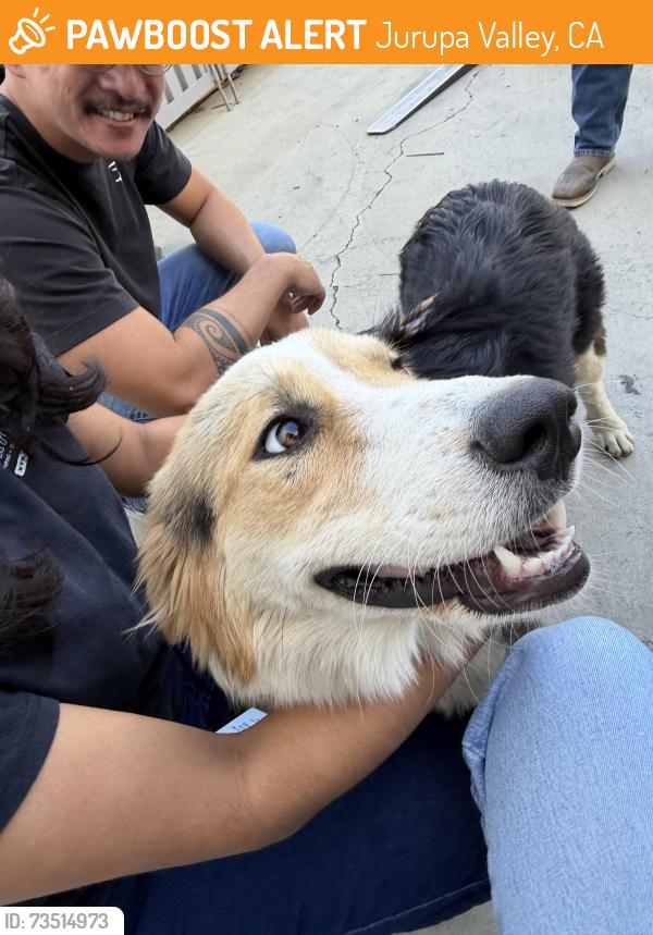 Found/Stray Female Dog last seen Near grapevine street, Jurupa Valley, CA 91752