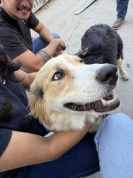 Found/Stray Female Dog last seen Near grapevine street, Jurupa Valley, CA 91752