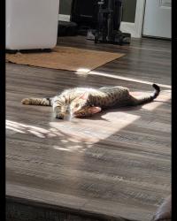 Lost Male Cat last seen Elkwood Dr, Lynwood Dr, Landana Dr, Concord, CA 94519