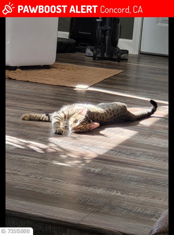 Lost Male Cat last seen Elkwood Dr, Lynwood Dr, Landana Dr, Concord, CA 94519