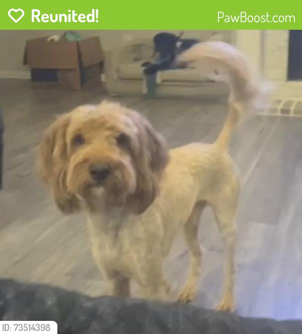 Reunited Male Dog last seen Near Arbor Lawn Dr, Burleson, TX 76028