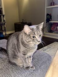 Reunited Female Cat last seen Near Westbury Dr, Fort Collins, CO 80526, USA, Fort Collins, CO 80526
