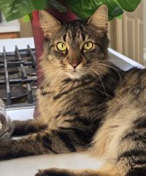 Lost Male Cat last seen Mayweather Lane @ Morton League, Richmond, TX 77406