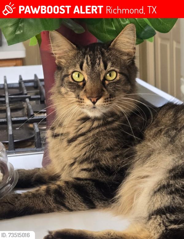 Lost Male Cat last seen Mayweather Lane @ Morton League, Richmond, TX 77406
