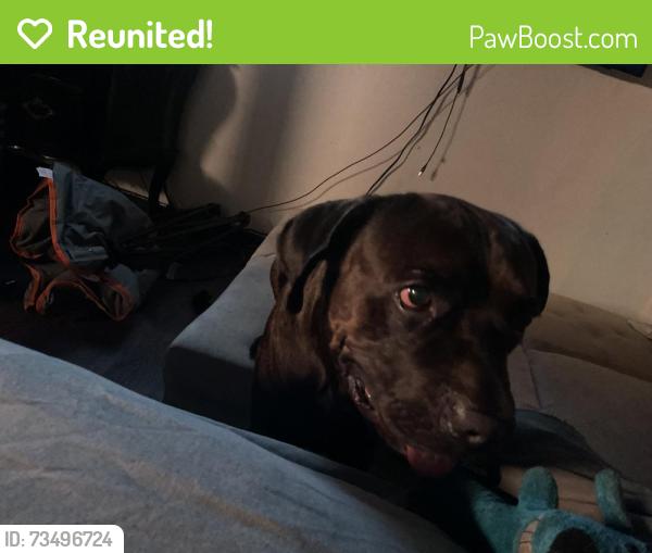 Reunited Male Dog last seen Chapman and knott by school, Knott Ave, CA 92801