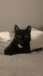 Lost Female Cat last seen Pine street 47-49th street, Philadelphia, PA 19143