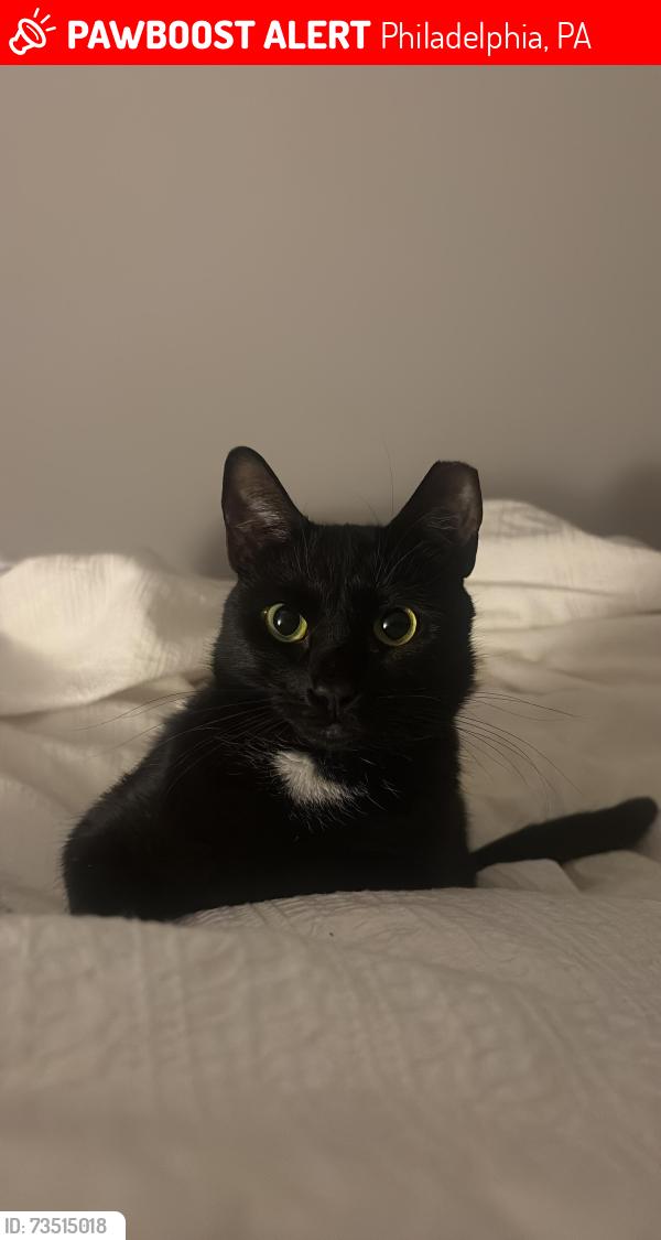 Lost Female Cat last seen Pine street 47-49th street, Philadelphia, PA 19143