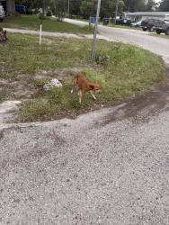 Found/Stray Female Dog last seen Carroll Place and Carroll Grove, Tampa, FL 33612