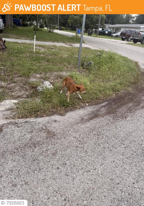 Found/Stray Female Dog last seen Carroll Place and Carroll Grove, Tampa, FL 33612