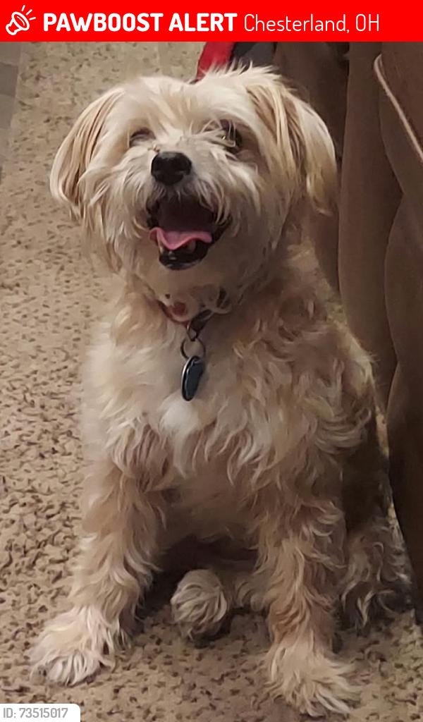 Lost Female Dog last seen Hovey & Herrick, not far from discount drug mart, Chesterland, OH 44026