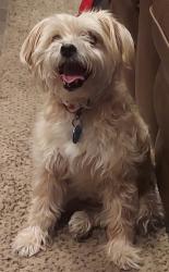 Lost Female Dog last seen Hovey & Herrick, not far from discount drug mart, Chesterland, OH 44026