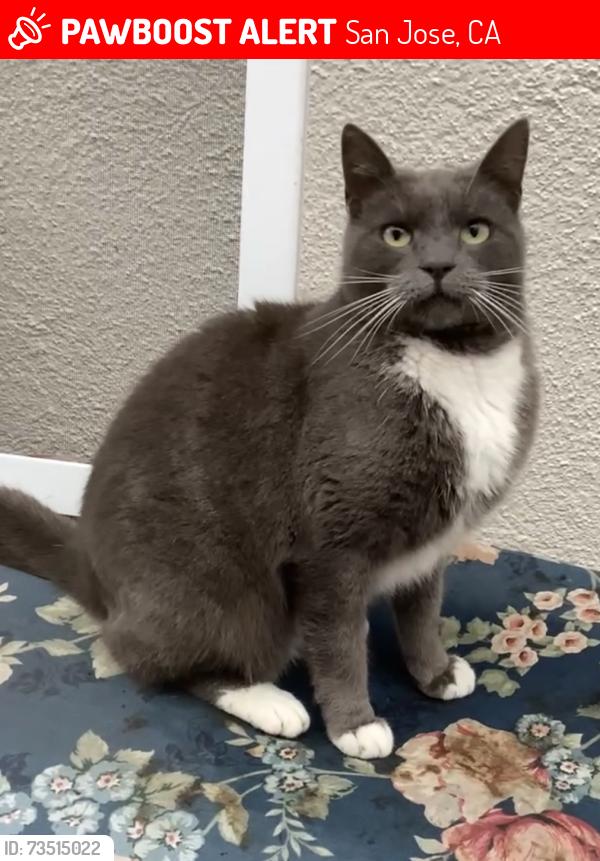 Lost Male Cat last seen Rustic Dr and Trendon Dr, San Jose, CA 95124