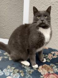 Lost Male Cat last seen Rustic Dr and Trendon Dr, San Jose, CA 95124