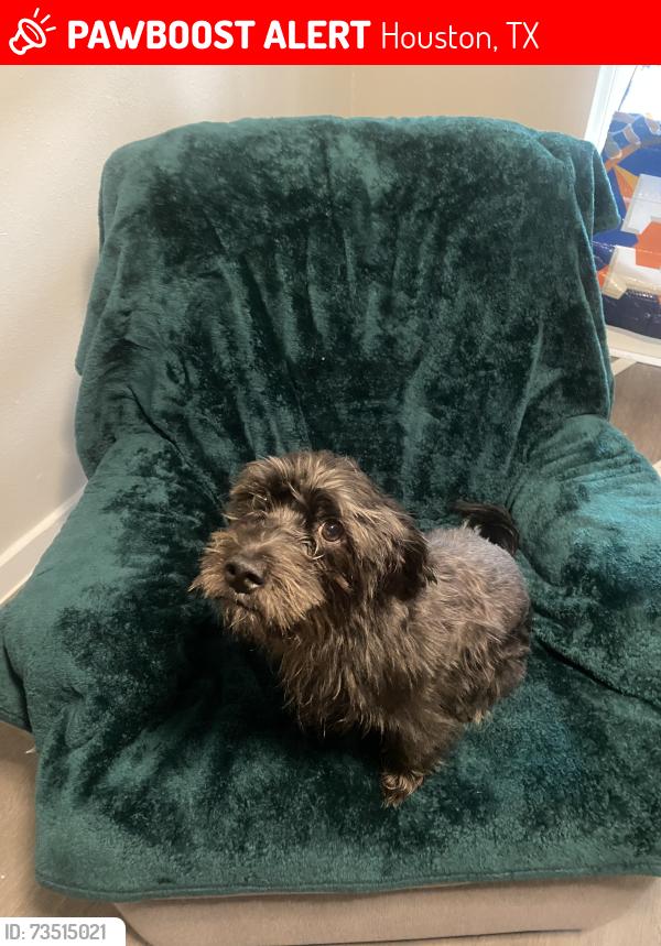 Lost Male Dog last seen Long point rd, Houston, TX 77080