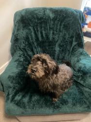 Lost Male Dog last seen Long point rd, Houston, TX 77080