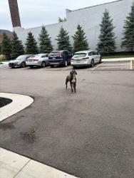 Found/Stray Male Dog last seen Avery and Merrick, Detroit, MI 48208