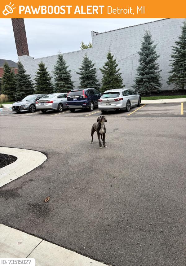 Found/Stray Male Dog last seen Avery and Merrick, Detroit, MI 48208