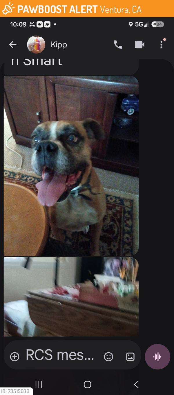 Found/Stray Male Dog last seen Mara, Ventura, CA 93004