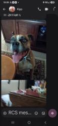 Found/Stray Male Dog last seen Mara, Ventura, CA 93004