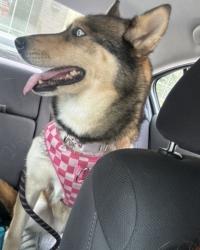 Reunited Female Dog last seen Vallejo, Vallejo, CA 94590