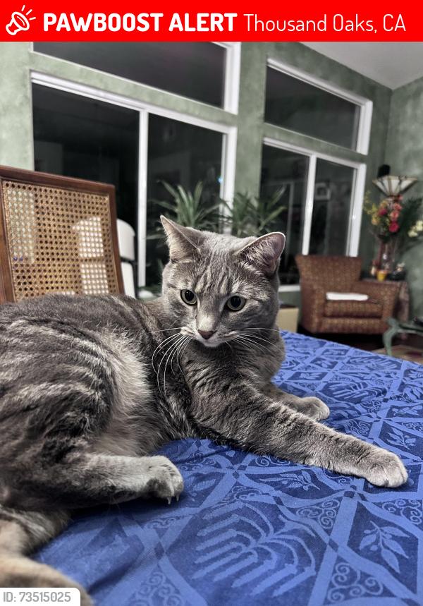 Lost Female Cat last seen ventu and Ramona, Thousand Oaks, CA 91320