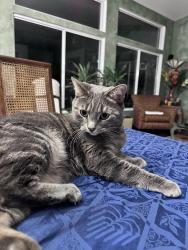 Lost Female Cat last seen ventu and Ramona, Thousand Oaks, CA 91320