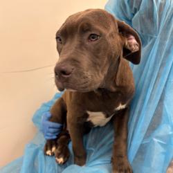 Shelter Stray Male Dog last seen , Animal Care & Control Team of Philly, 111 W Hunting Park Ave, Philadelphia, PA 19140, USA