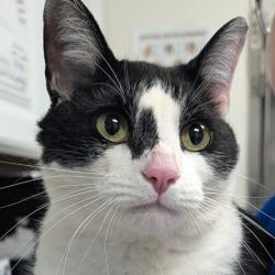 Shelter Stray Male Cat last seen , 328 Furman Hall Rd, Greenville, SC 29609, USA