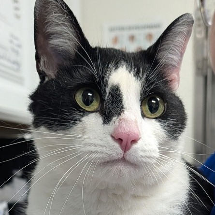 Shelter Stray Male Cat last seen , 328 Furman Hall Rd, Greenville, SC 29609, USA