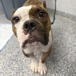 Shelter Stray Female Dog last seen , 328 Furman Hall Rd, Greenville, SC 29609, USA