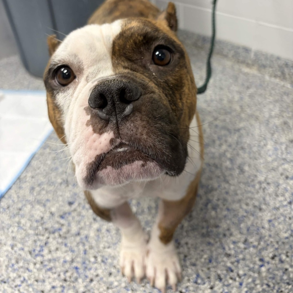 Shelter Stray Female Dog last seen , 328 Furman Hall Rd, Greenville, SC 29609, USA