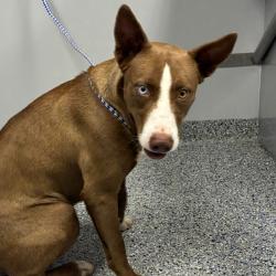 Shelter Stray Female Dog last seen , 328 Furman Hall Rd, Greenville, SC 29609, USA